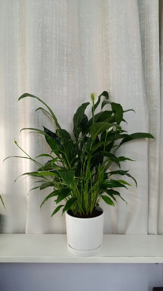 Peace Lily, Pure Elegance - Plants Care UAE