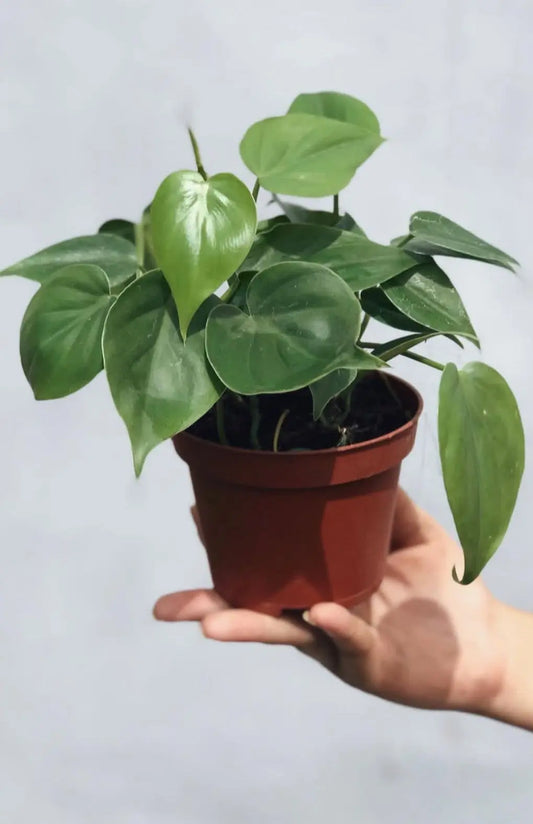 Philodendron Oxycardium - Plants Care UAE