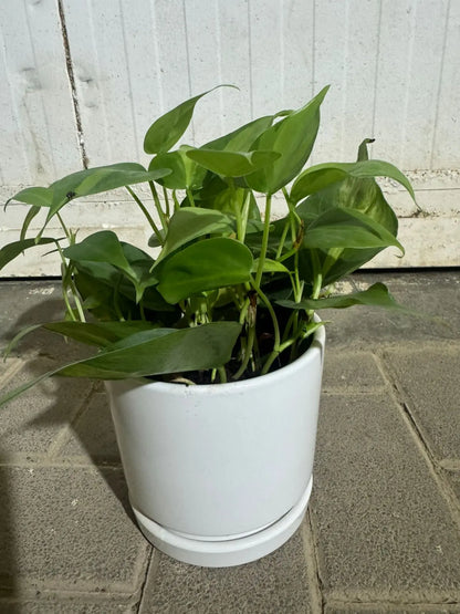 Philodendron Oxycardium - Plants Care UAE