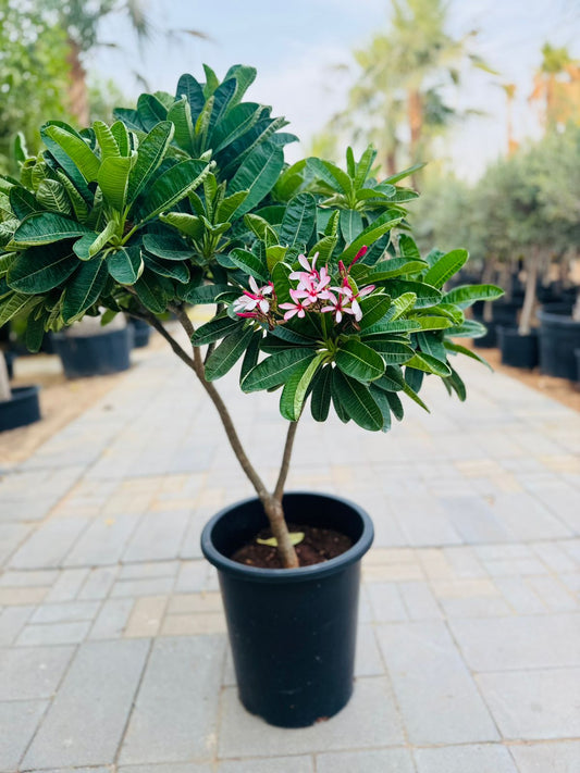 Plumeria obtusa Dwarf - Plants Care UAE