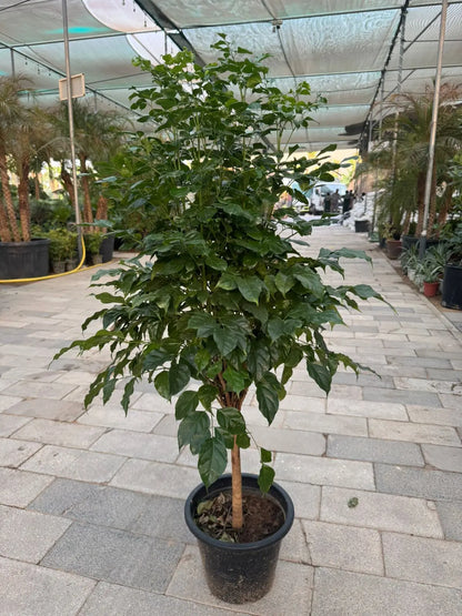 Red Machera (Radermachera) - Plants Care UAE