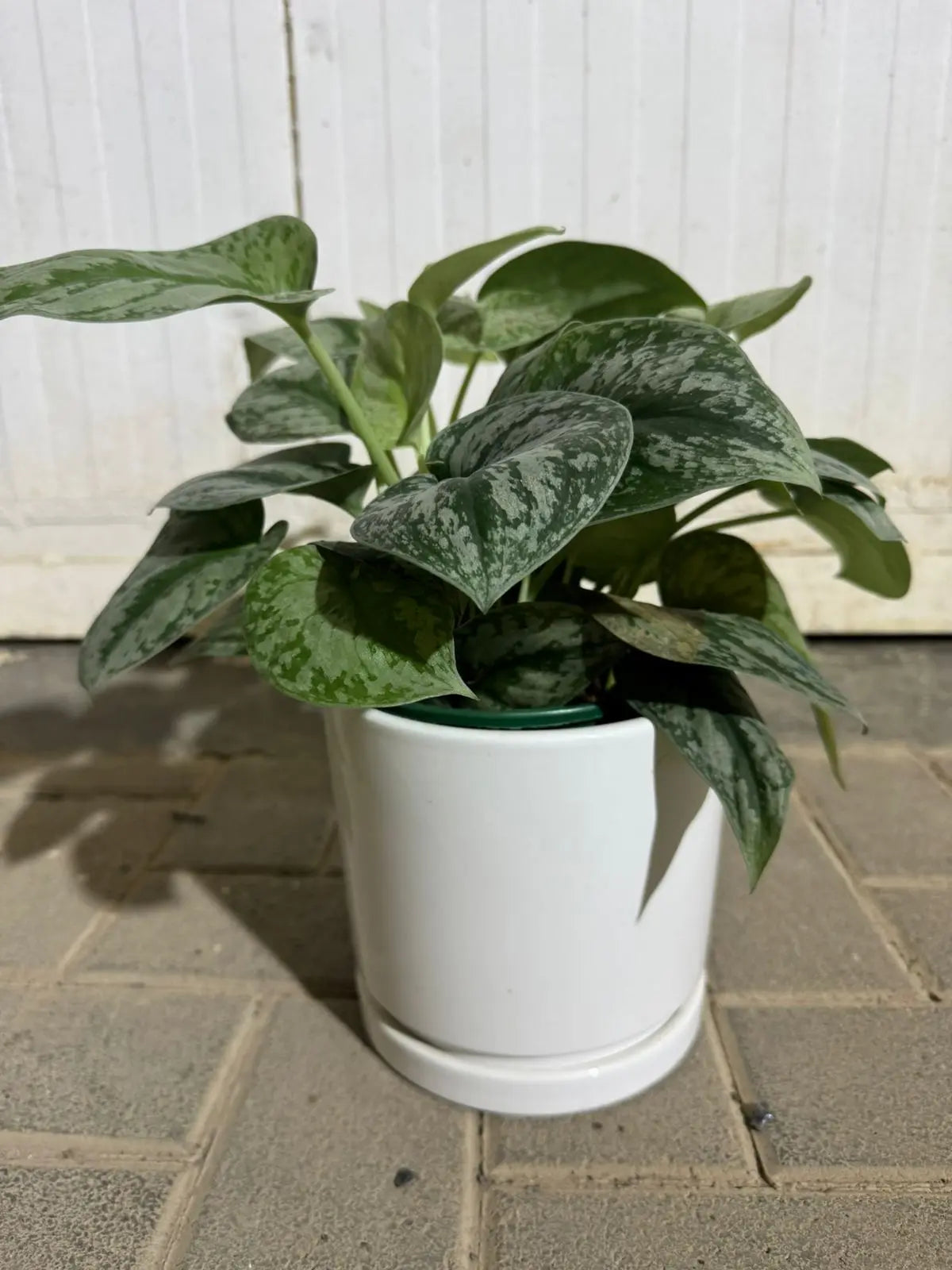 Silver Python Plant Silver Satin | Scindapsus Pictus Indoor Climbing Plant - Plants Care UAE