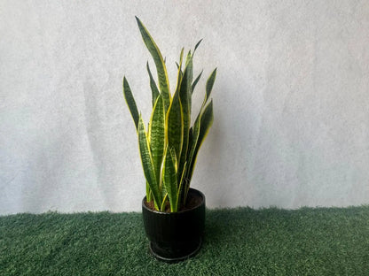 Snake Plant - Plants Care UAE