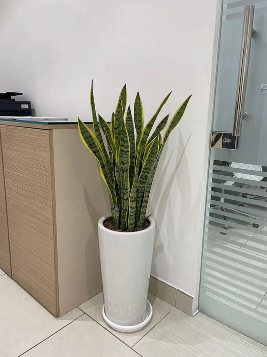 Snake Plant, Tall Pot - Plants Care UAE