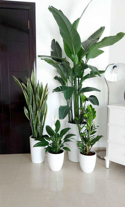 Indoor Plant Bundle – Bird of Paradise, Snake Plant, ZZ Plant & Peace Lily - Plants Care UAE