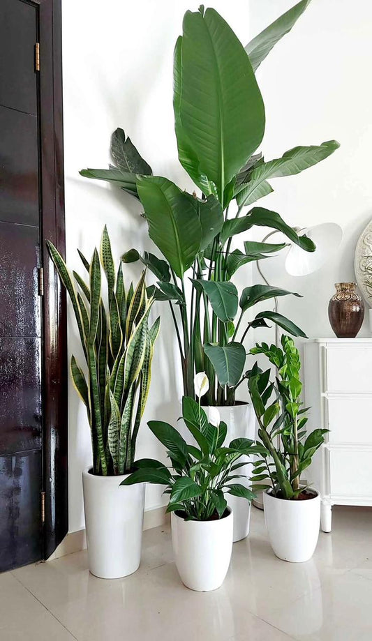 Indoor Plant Bundle – Bird of Paradise, Snake Plant, ZZ Plant & Peace Lily - Plants Care UAE
