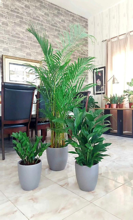 Indoor Plant Bundle – Areca Palm, Peace Lily & ZZ Plant - Plants Care UAE