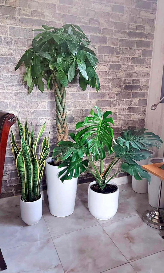 Indoor Plant Bundle – Money Tree, Monstera & Snake Plant - Plants Care UAE