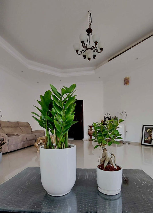 Indoor Plant Bundle – ZZ Plant & Ficus Bonsai - Plants Care UAE