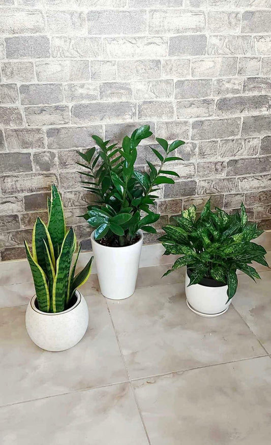 Indoor Plant Bundle – ZZ Plant, Snake Plant & Aglaonema Snow White - Plants Care UAE