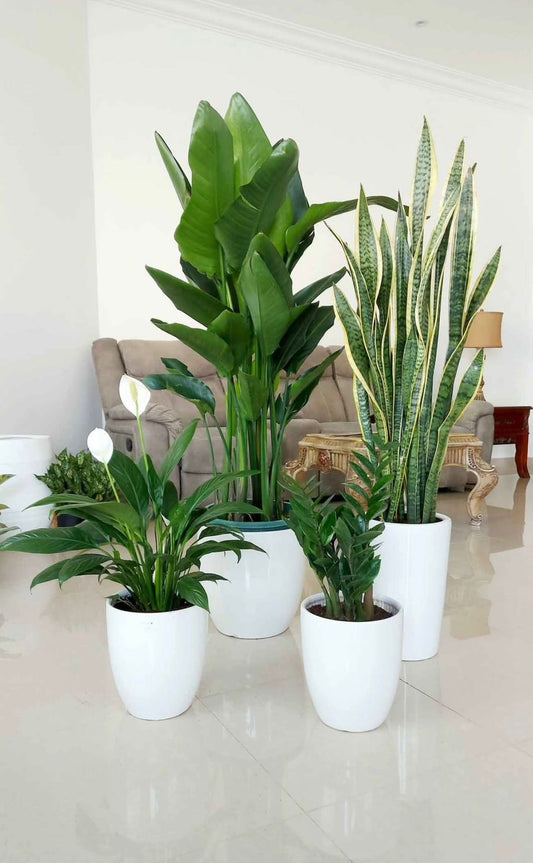 Indoor Plant Bundle – Bird of Paradise, Snake Plant, Peace Lily &amp; ZZ Plant - Plants Care UAE