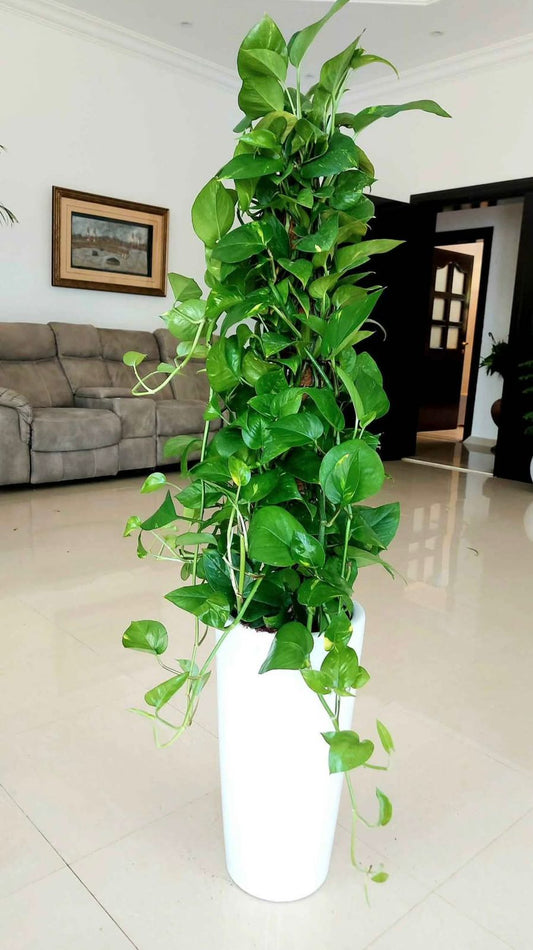 Money Plant (Golden Pothos) - Plants Care UAE