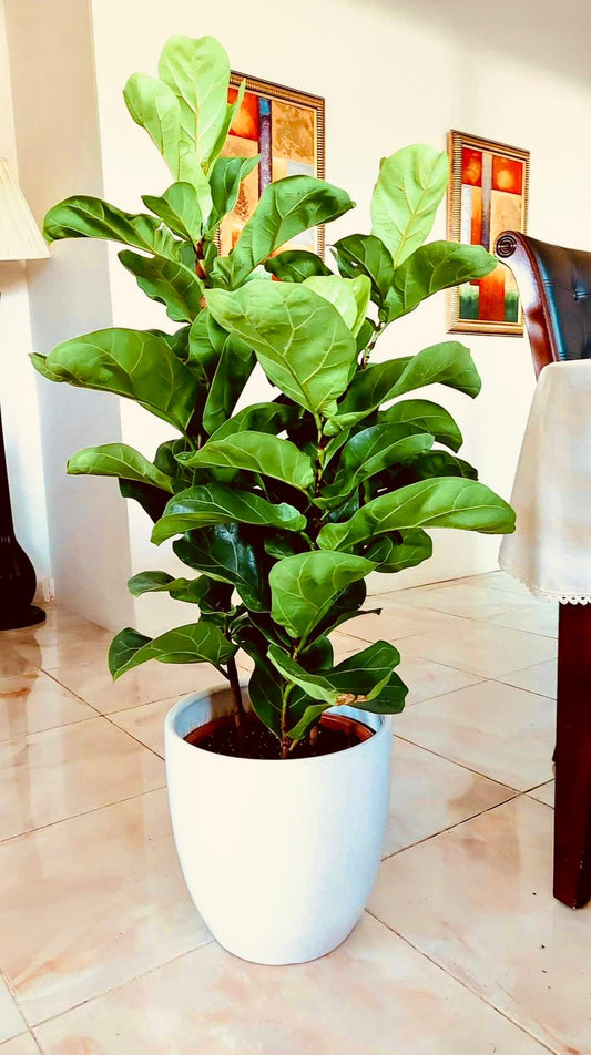 Ficus lyrata (Fiddle Leaf Fig) - Plants Care UAE