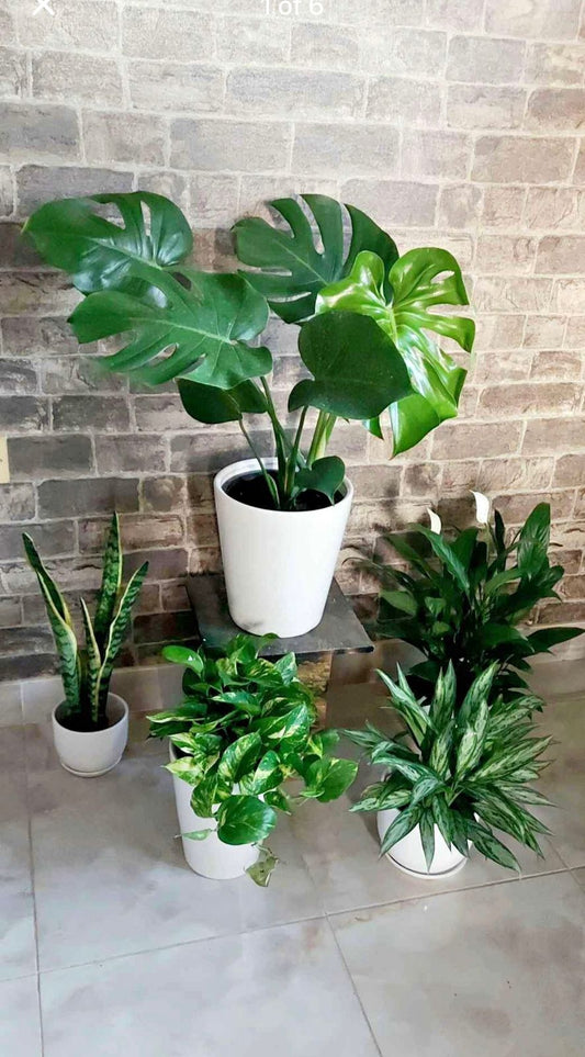 Indoor Plant Bundle – Monstera, Peace Lily, Aglaonema, Money Plant &amp; Snake Plant - Plants Care UAE
