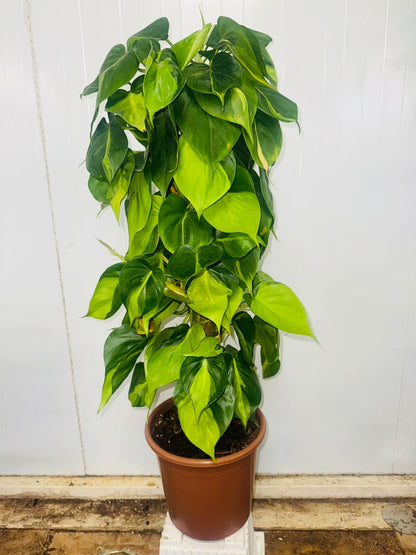 Philodendron Scandens ‘Brazil’ - Plants Care UAE