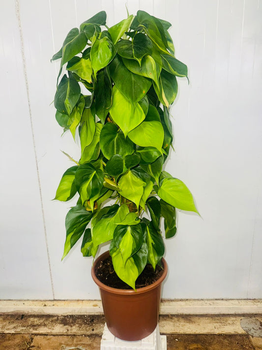 Philodendron Scandens ‘Brazil’ - Plants Care UAE