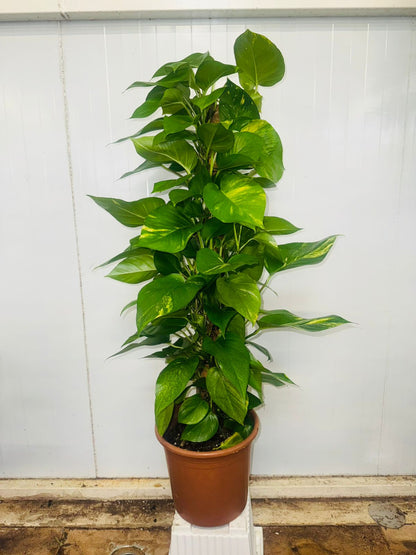Golden Pothos (Epipremnum pinnatum) on Moss Stick - Plants Care UAE