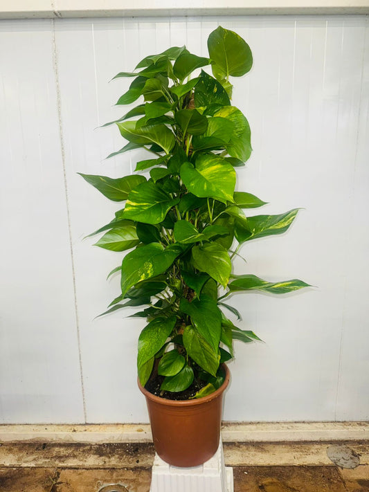 Golden Pothos (Epipremnum pinnatum) on Moss Stick - Plants Care UAE