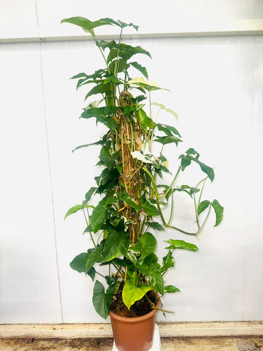 Syngonium Albo Variegata - Plants Care UAE
