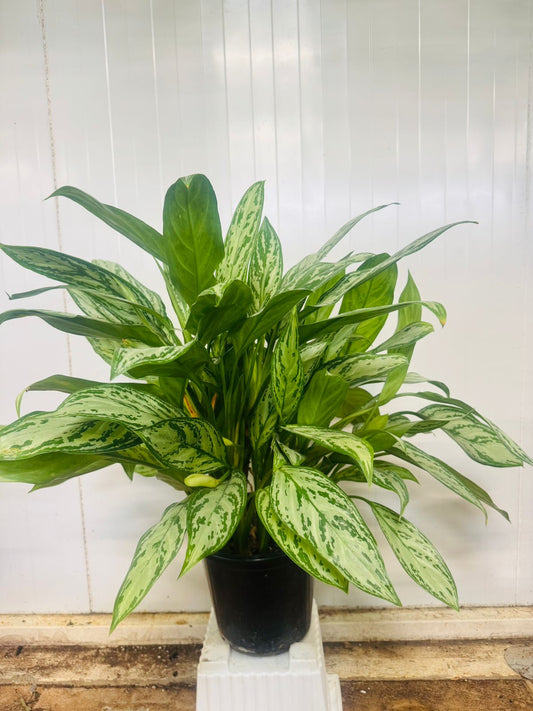 Aglaonema ‘Silver Queen’ - Plants Care UAE