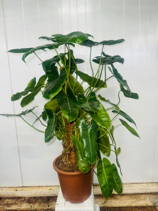 Philodendron Burle Marx - Plants Care UAE
