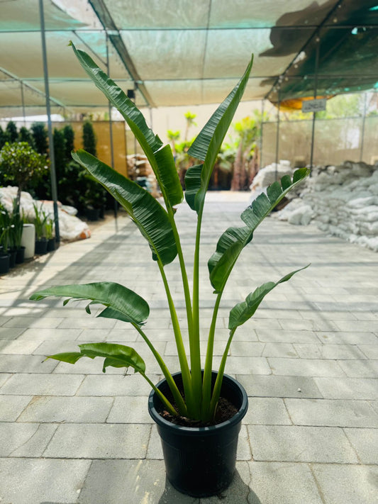 Ravenala madagascariensis (Traveller’s Palm) - Plants Care UAE