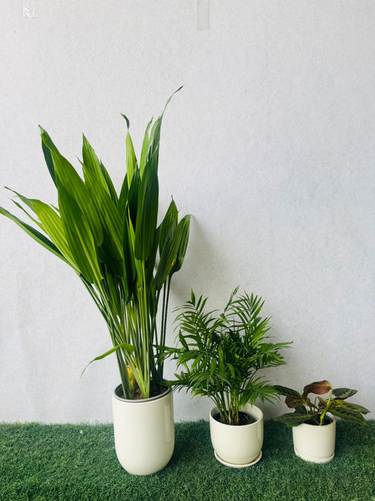 Indoor Plant Bundle – Aspiradas, Chamaedorea Elegans & Calathea Maranta - Plants Care UAE