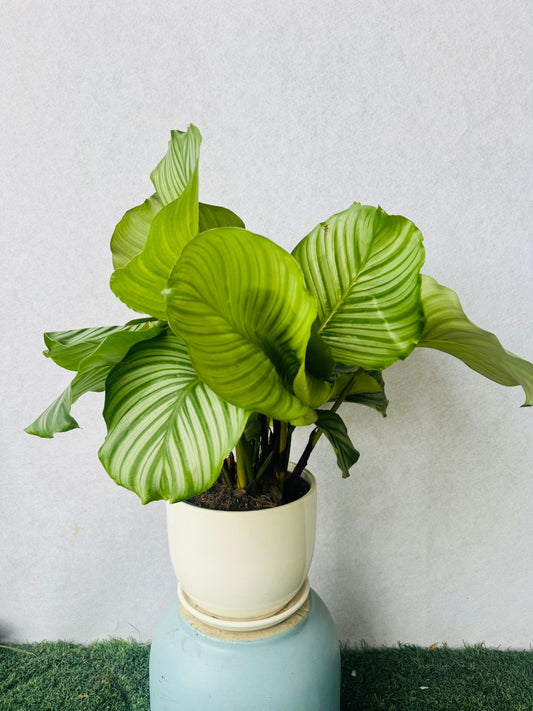 Calathea orbifolia - Plants Care UAE