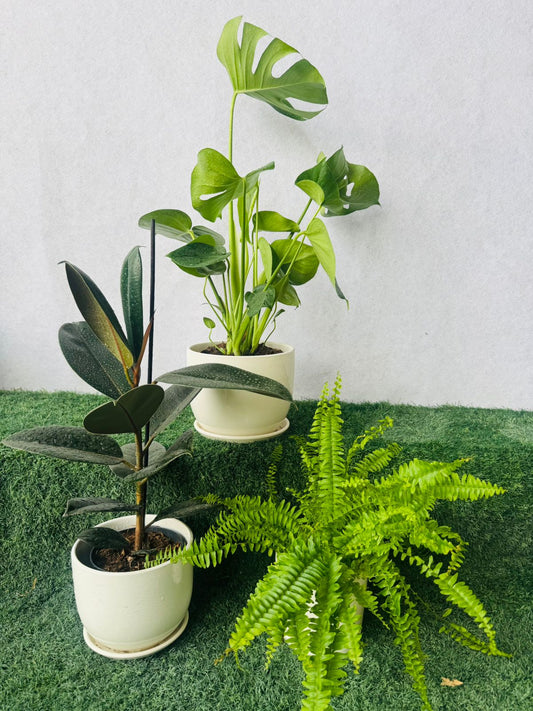 Indoor Plants Bundle – Monstera Deliciosa, Rubber Plant &amp; Boston Fern - Plants Care UAE