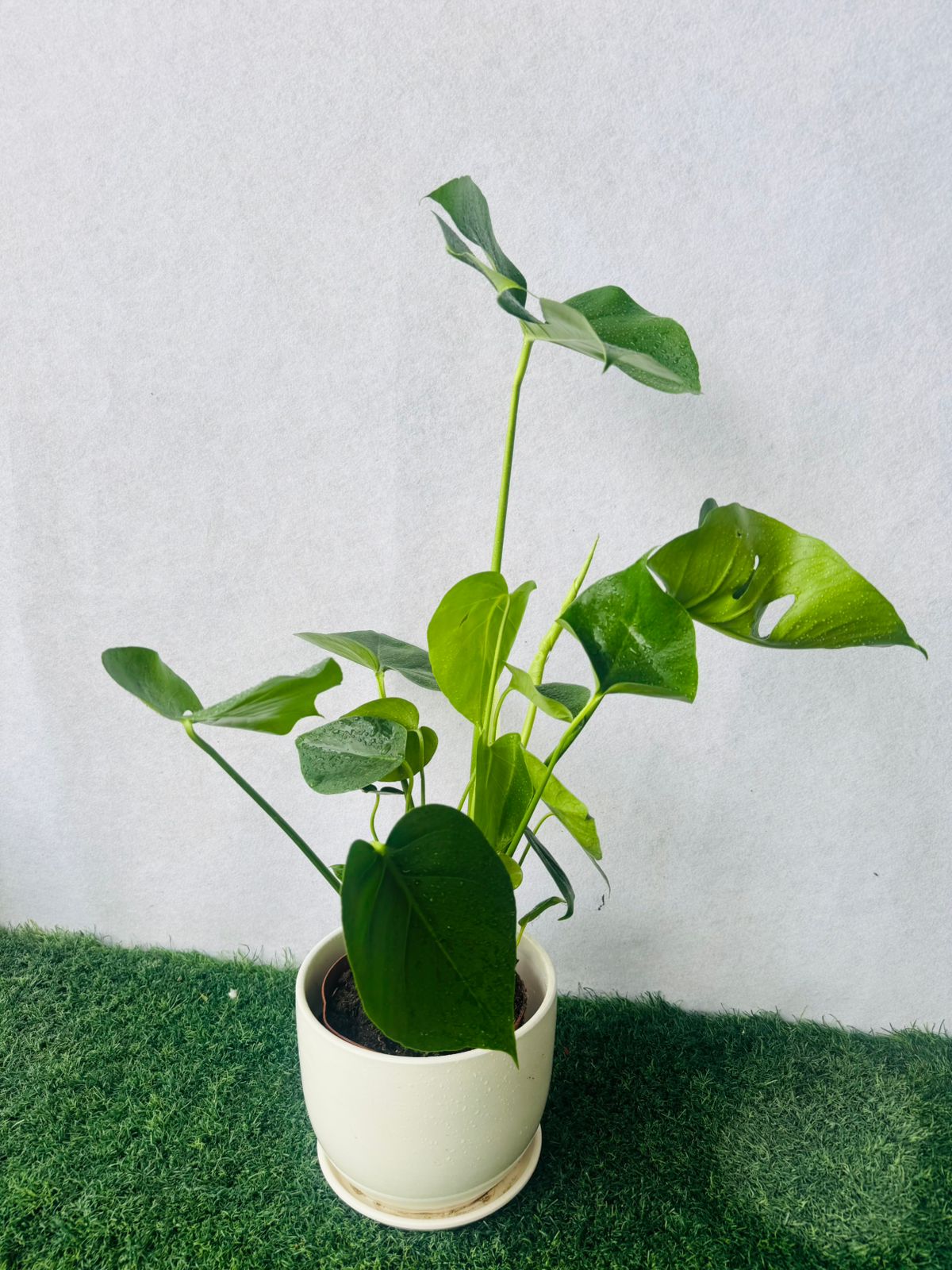 Monstera deliciosa - Plants Care UAE