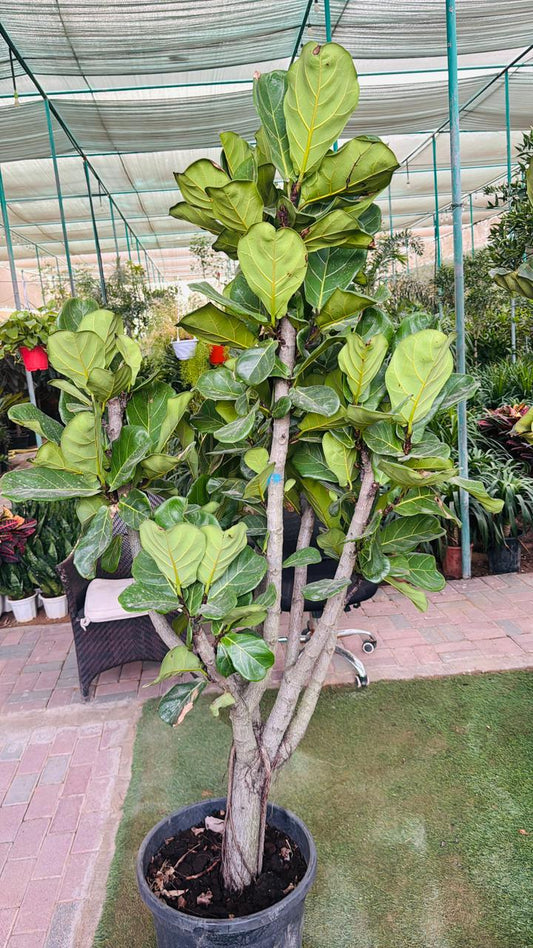 Ficus lyrata - Plants Care UAE