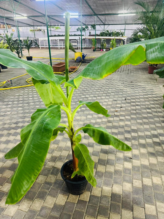 Banana Plant (Musa paradisiaca) - Plants Care UAE