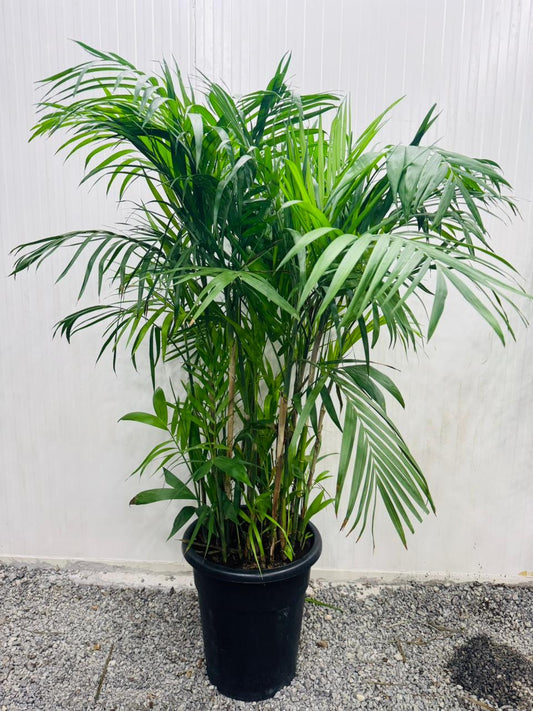 Chamaedorea seifrizii – Bamboo Palm - Plants Care UAE