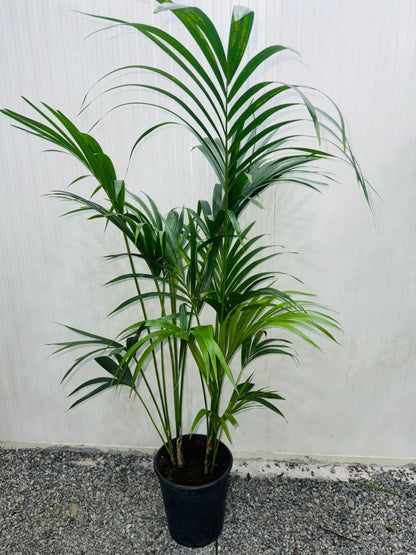 Kentia Palm (Howea forsteriana) - Plants Care UAE
