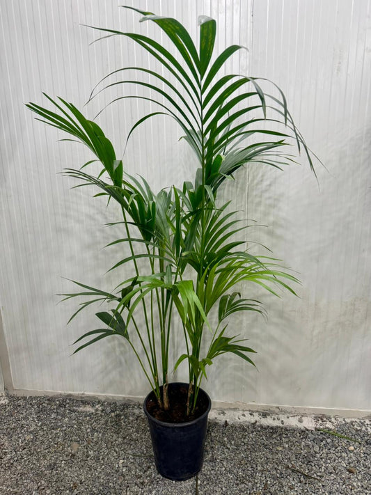Kentia Palm (Howea forsteriana) - Plants Care UAE