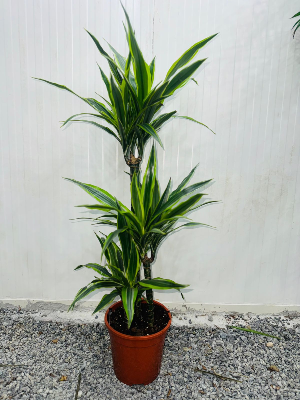 Dracaena Lemon Lime - Plants Care UAE