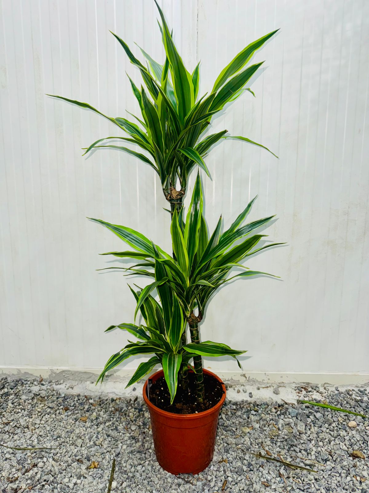Dracaena Lemon Lime - Plants Care UAE