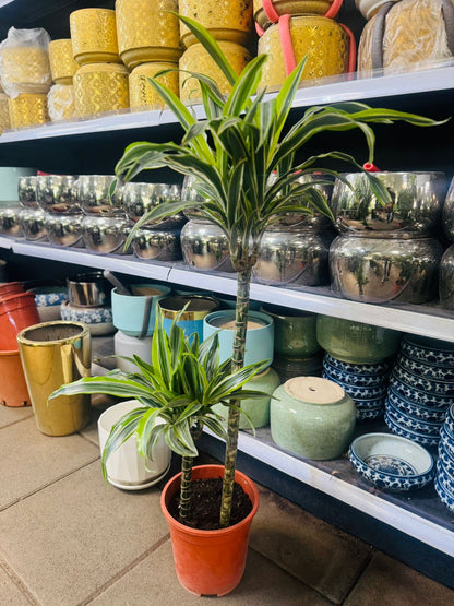 Dracaena Lemon Lime - Plants Care UAE