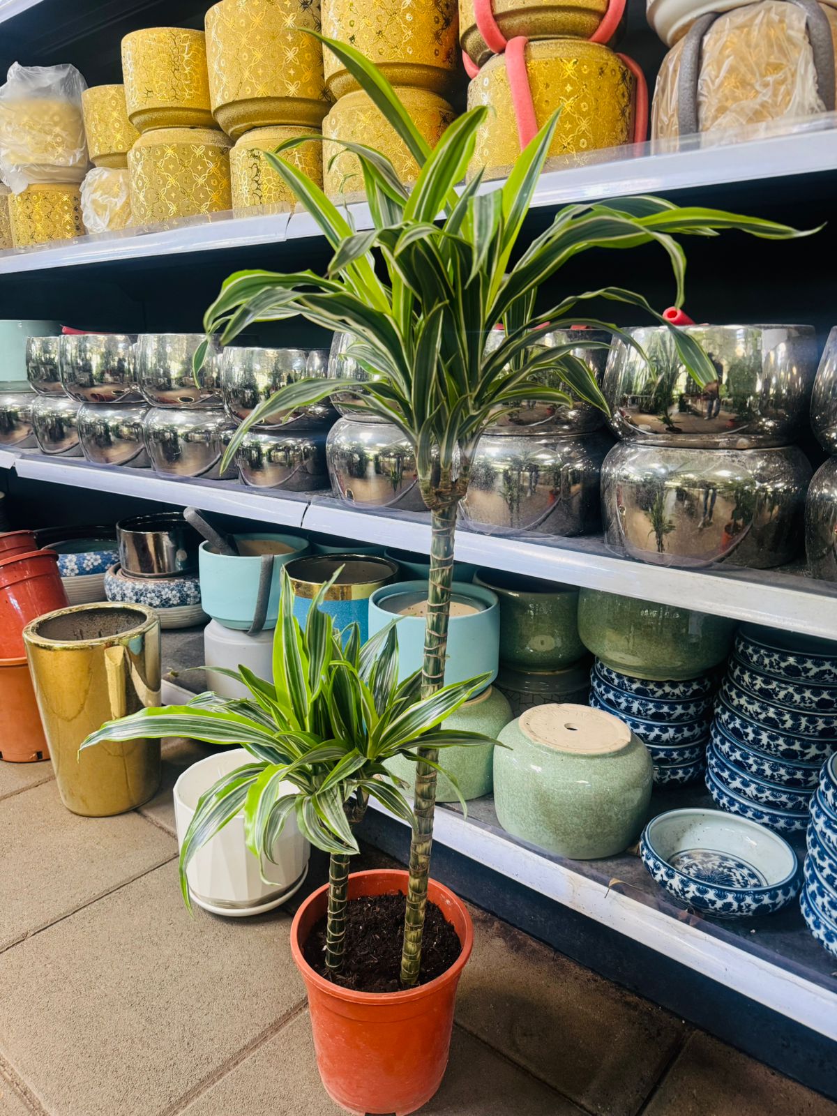 Dracaena Lemon Lime - Plants Care UAE