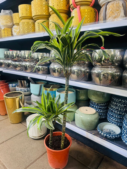 Dracaena Lemon Lime - Plants Care UAE