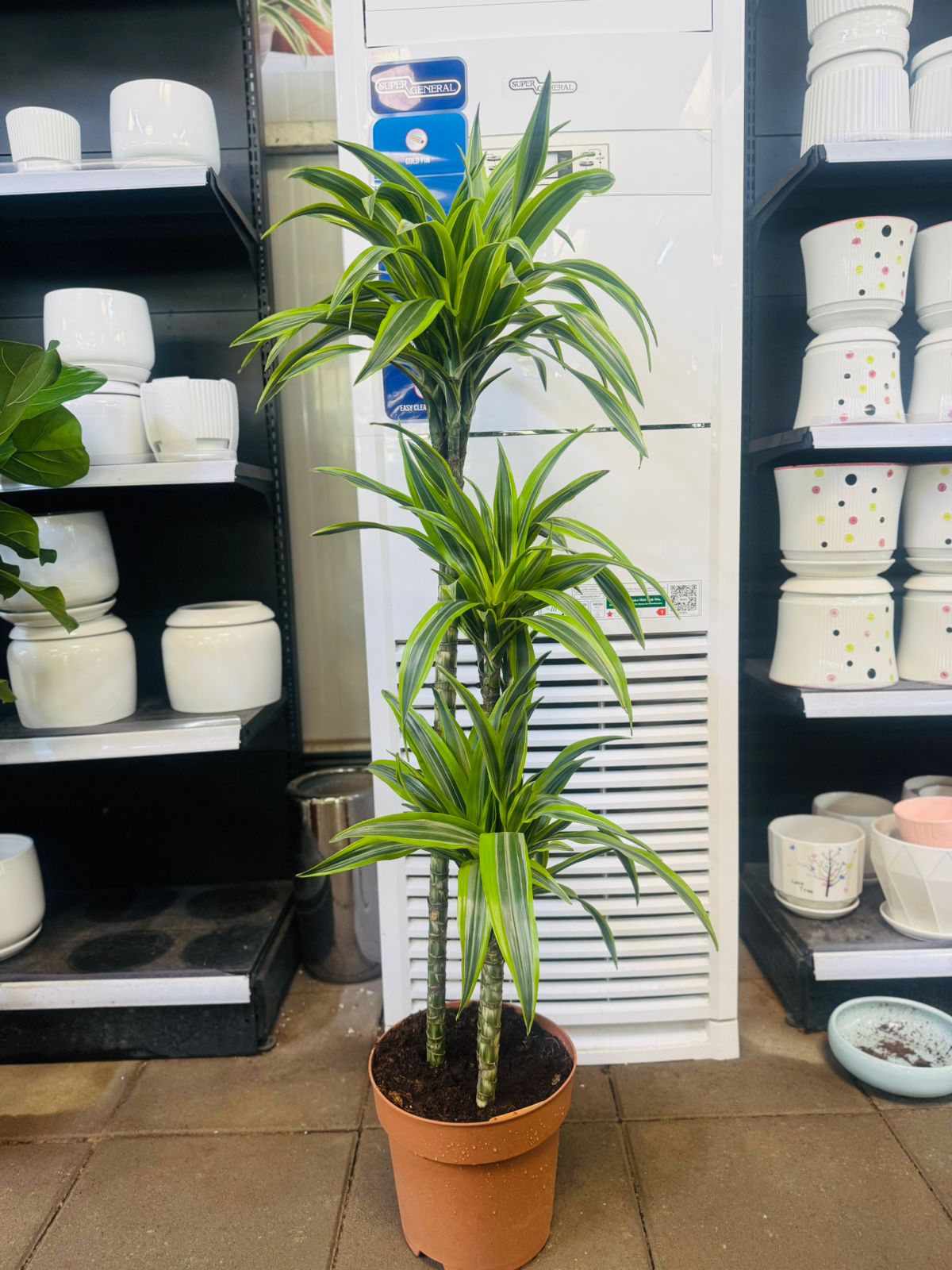 Dracaena Lemon Lime - Plants Care UAE