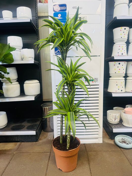 Dracaena Lemon Lime - Plants Care UAE