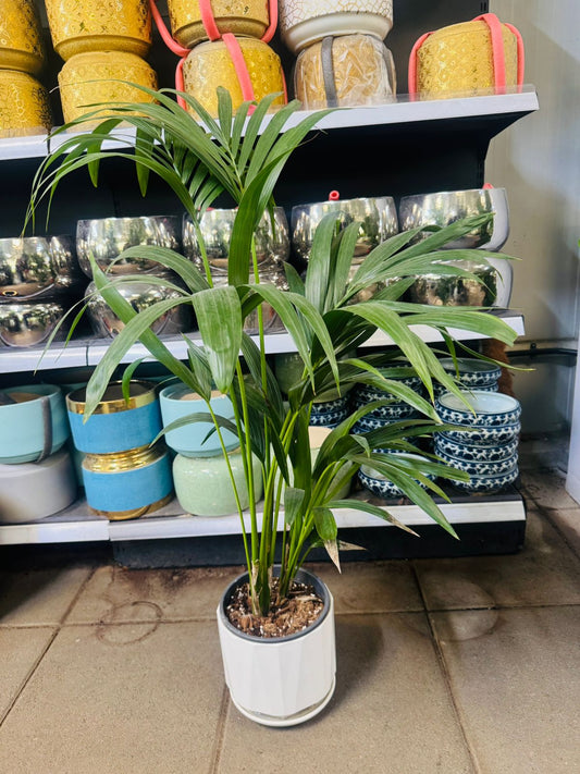 Kentia Palm (Howea forsteriana) - Plants Care UAE
