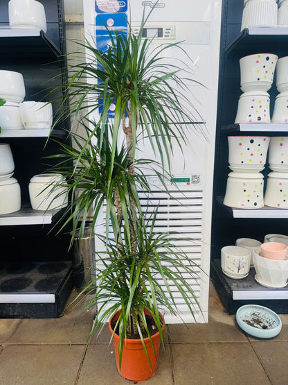 Dracaena Marginata - Plants Care UAE
