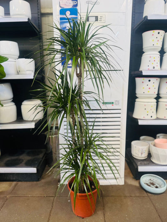 Dracaena Marginata - Plants Care UAE