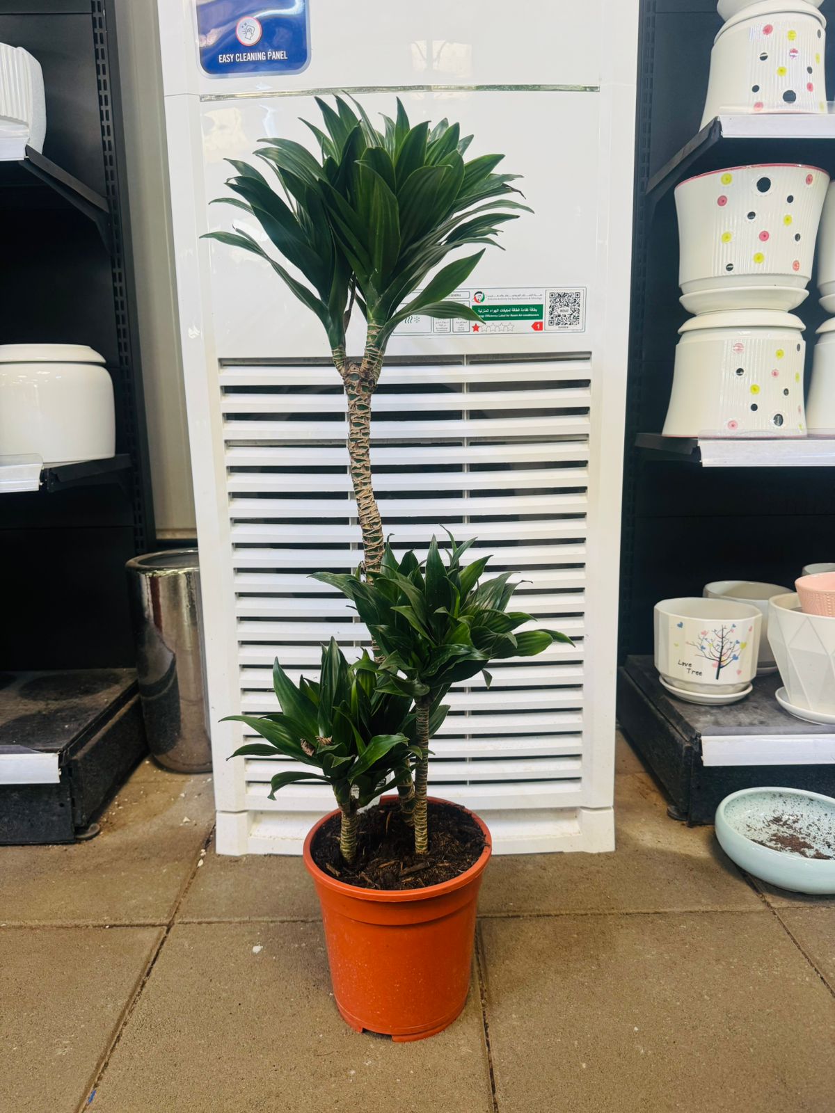 Dracaena Compacta ‘Janet Craig’0 - Plants Care UAE