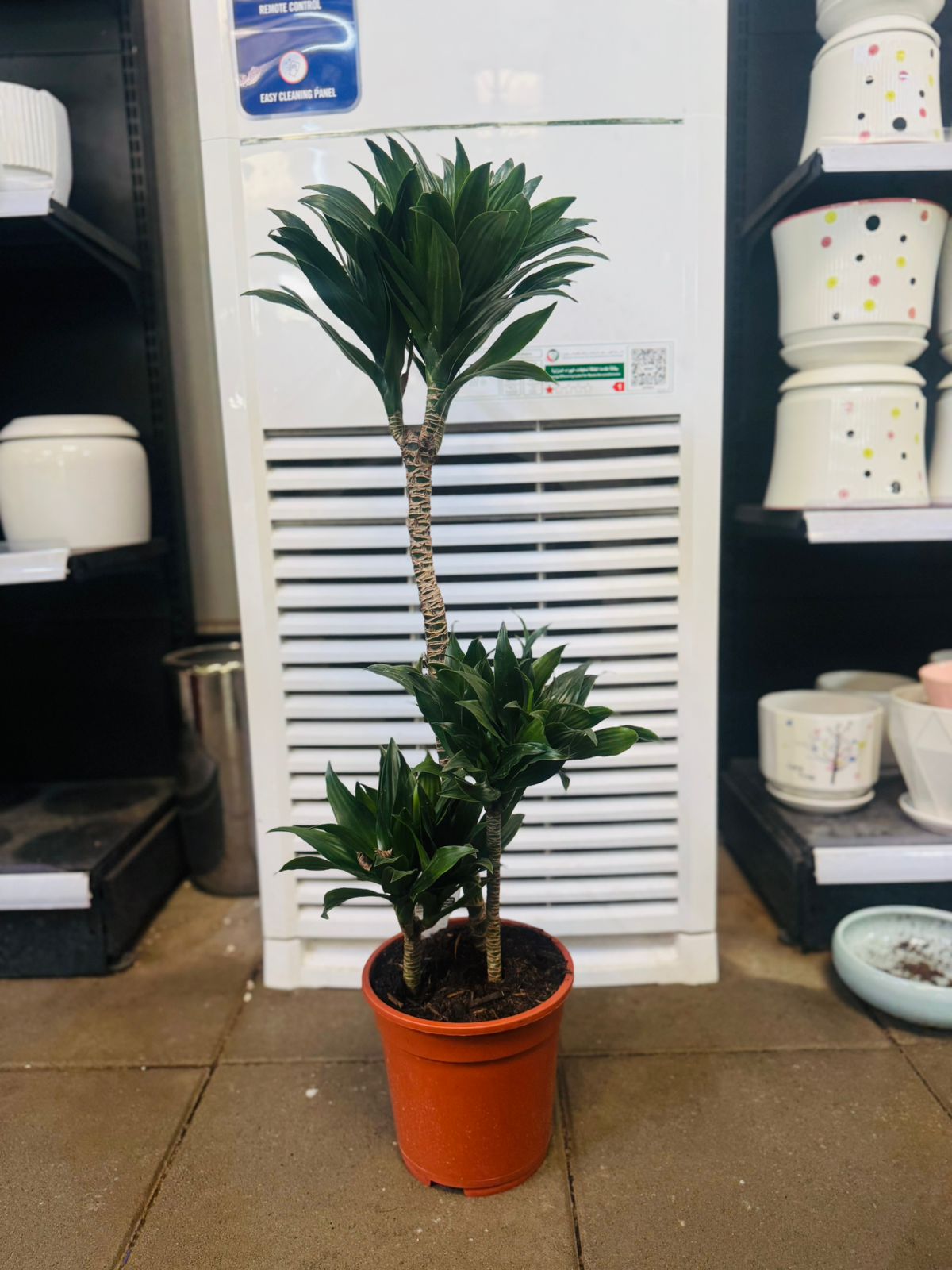 Dracaena Compacta ‘Janet Craig’0 - Plants Care UAE
