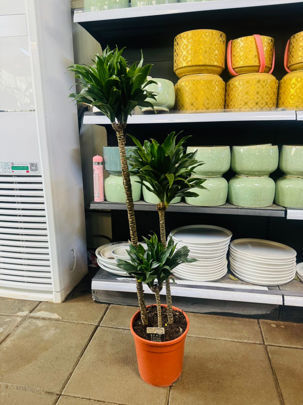 Dracaena Compacta ‘Janet Craig’0 - Plants Care UAE