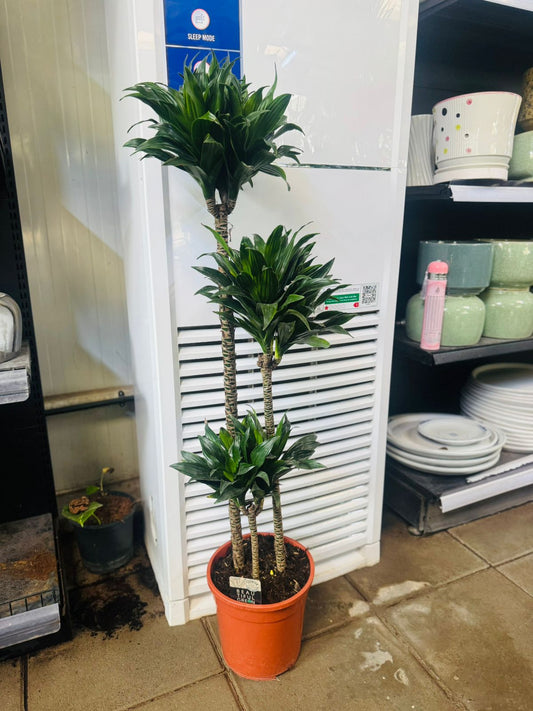 Dracaena Compacta ‘Janet Craig’0 - Plants Care UAE