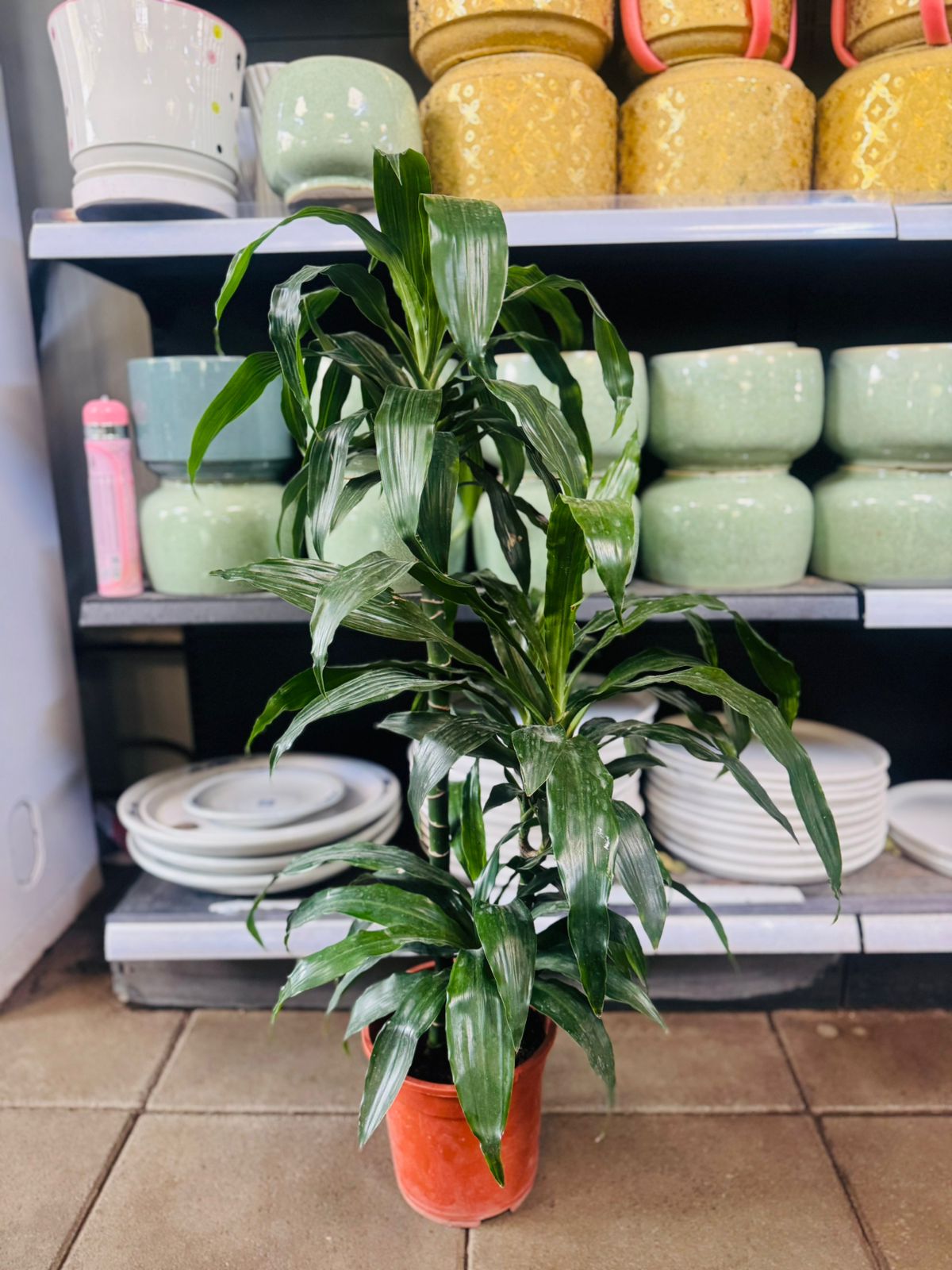 Dracaena Fragrans ‘Janet Craig’ - Plants Care UAE